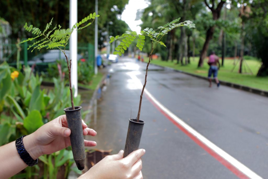 Brasil tem potencial no hidrogênio verde 2 plant3