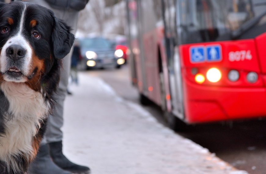 PR: Passageira obtém aval da Justiça para viajar de ônibus com animal de estimação até a Argentina