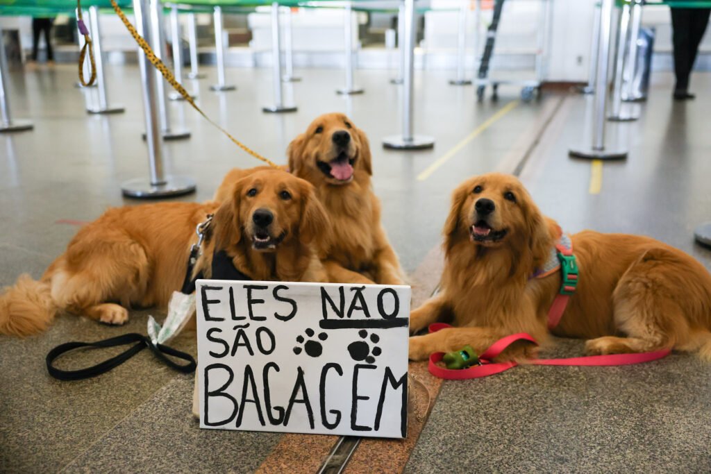 CFMV alerta para a necessidade de regulamentação do transporte de animais após incidente com cachorro Joca 2 Fabio Rodrigues Pozzebom Agencia Brasil