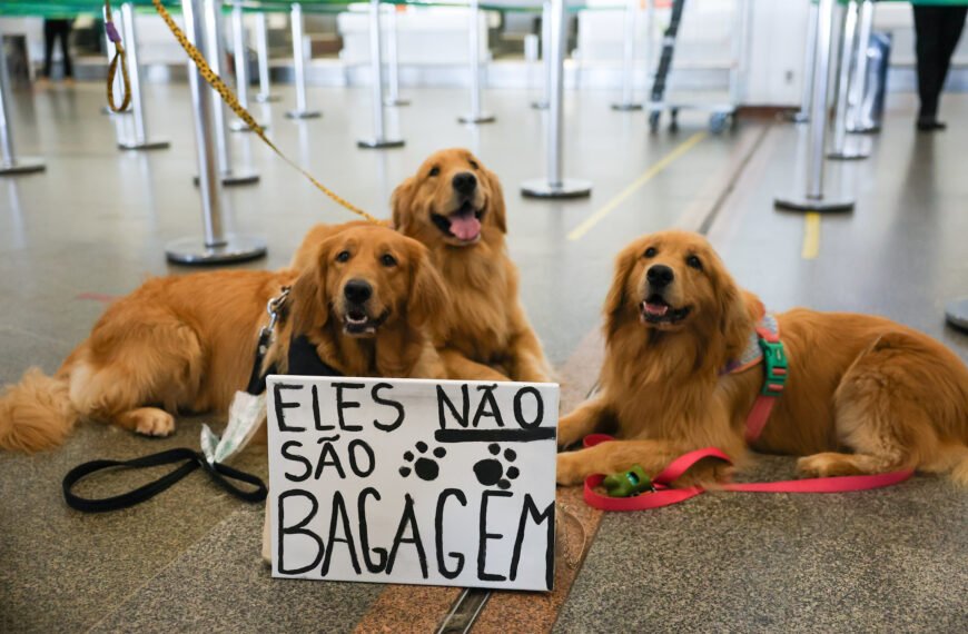 CFMV alerta para a necessidade de regulamentação do transporte de animais após incidente com cachorro Joca